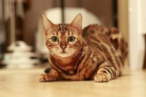 kucing dipaku di pohon