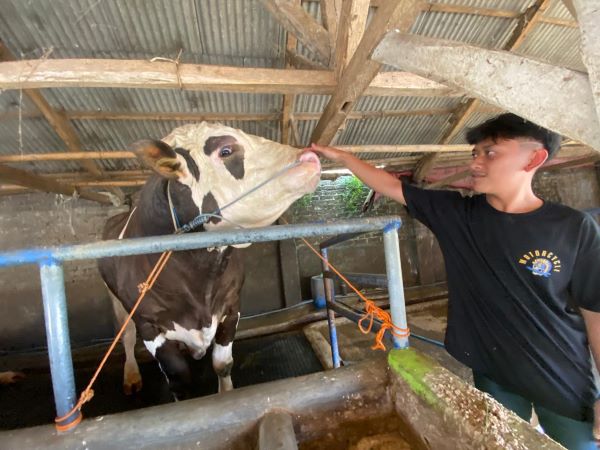 Sapi Kurban Jokowi Dari Bandung Barat