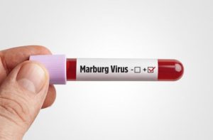 Virus Marburg