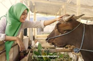 perbandingan harga sapi kurban 2024, dompet dhuafa, baznas