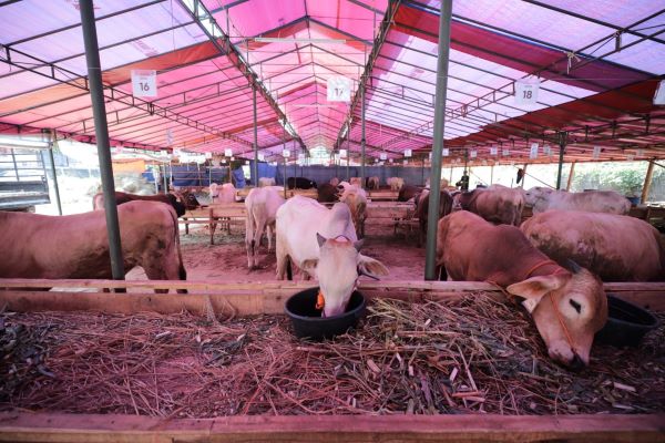 Pemkot Bandung Periksa Hewan Kurban Jelang Iduladha