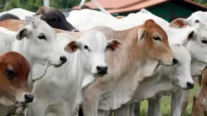 jokowi sapi kurban (1)