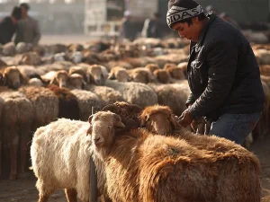 menyembelih hewan kurban
