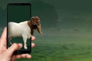 penipuan kurban online (1)_11zon