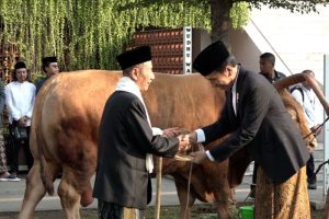 sapi kurban jokowi
