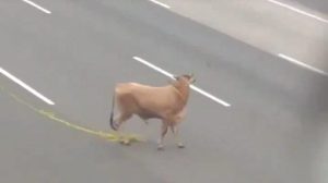 sapi kurban lepas