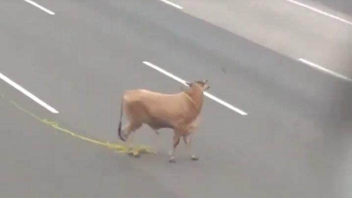 sapi kurban lepas