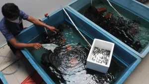 Ternak Lobster Air Tawar