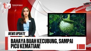 Bahaya Buah Kecubung, Dimakan Remaja Kalimantan Sa-Cover