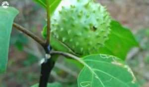 Buah Kecubung