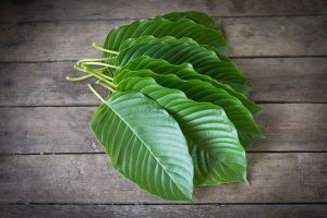 Tanaman Kratom