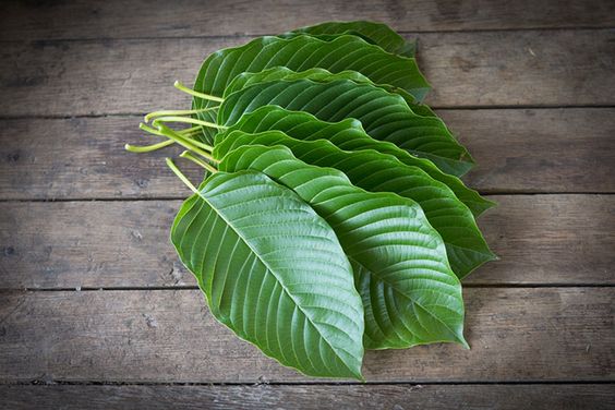 Tanaman Kratom