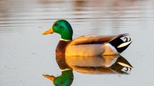 duck syndrome