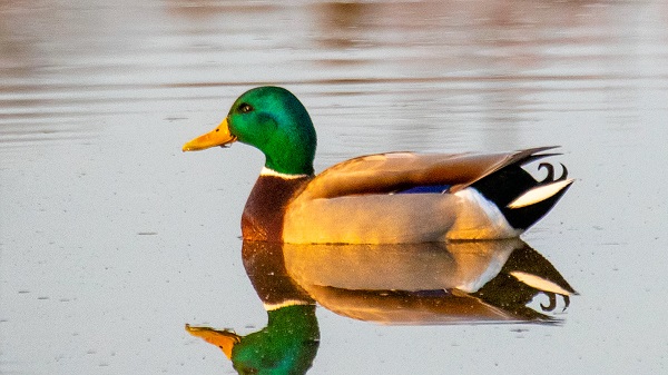 duck syndrome