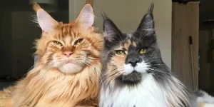 jenis kucing Maine Coon-2