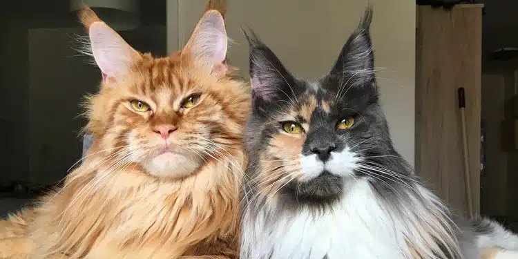 jenis kucing Maine Coon-2