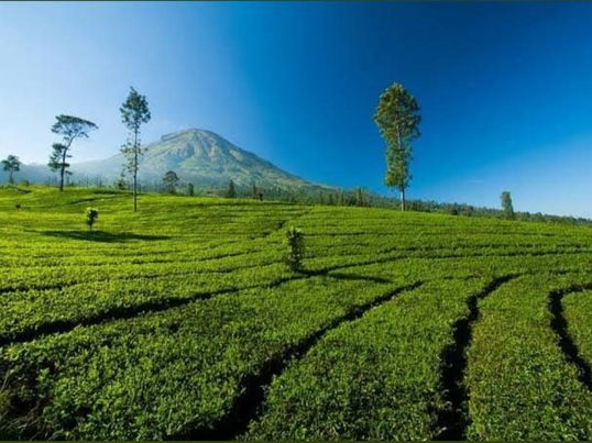 Kebun Teh Tambi Wonosobo