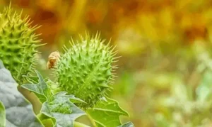 keracunan buah kecubung