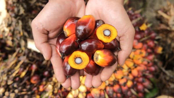 Wamen ESDM Sebut Indonesia Masih Defisit 2 Juta Ton Metanol