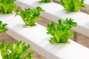 Berkebun Hidroponik Sistem NFT