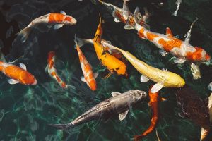 Ikan hias Molly