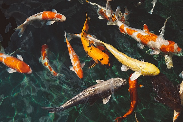 Ikan hias Molly