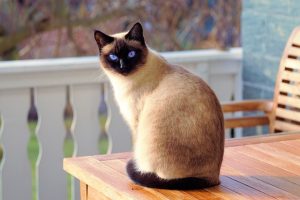 Jenis kucing peliharaan