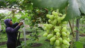 Anggur Impor Wajib Beri Keterangan