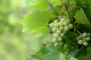 Anggur Shine Muscat