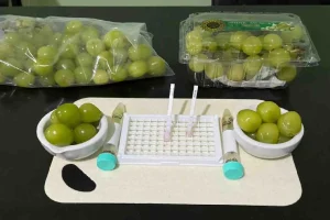 Anggur Muscat Aman untuk Dikonsumsi