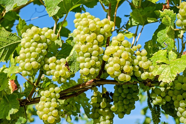 Anggur Shine Muscat