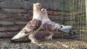 Manfaat memelihara burung