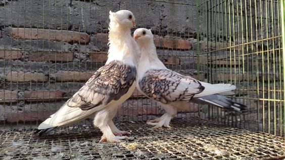 Manfaat memelihara burung