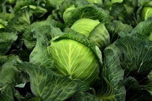 Sayur kol