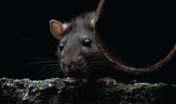 Gegara Tikus Kencing Sembarangan, Awas Nyawa Melayang