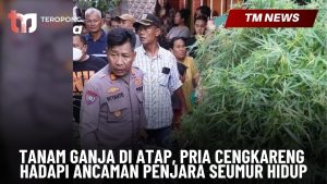Tanam Ganja di Atap, Pria Cengkareng Hadapi Ancama-Cover
