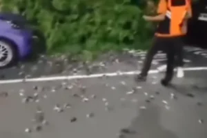 burung pipit mati massal di Bali