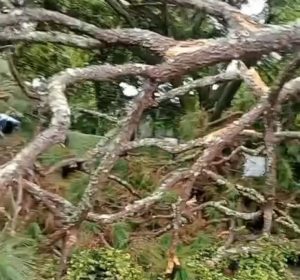 Pohon Besar Tumbang Menimpa Beberapa Bangunan di Ciumbuleuit Bandung