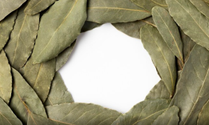 Nutrisi daun salam