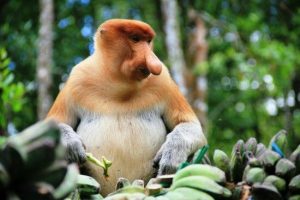 Hewan Endemik Kalimantan