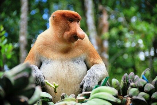 Hewan Endemik Kalimantan