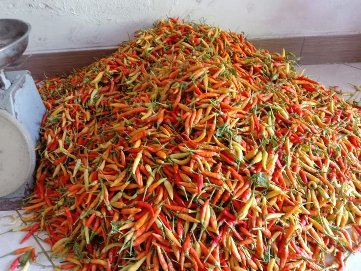 Harga cabe rawit