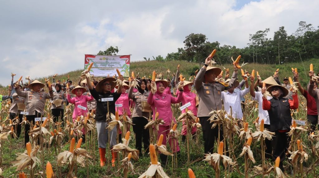 Polres Tasikmalaya Panen Raya Jagung Capai 15 Ton