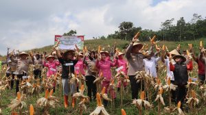 Polres Tasikmalaya Panen Raya Jagung Capai 15 Ton