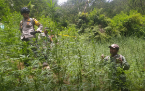 Terdakwa ladang ganja