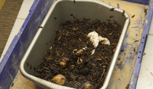 Mini Maggot Farm