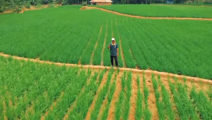 petani padi, laan pertanian karawang
