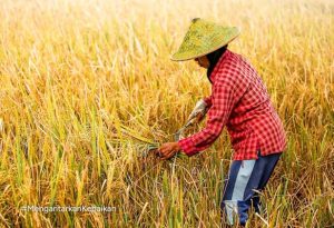 Petani padi Cirebon - IG Bulog Cirebon