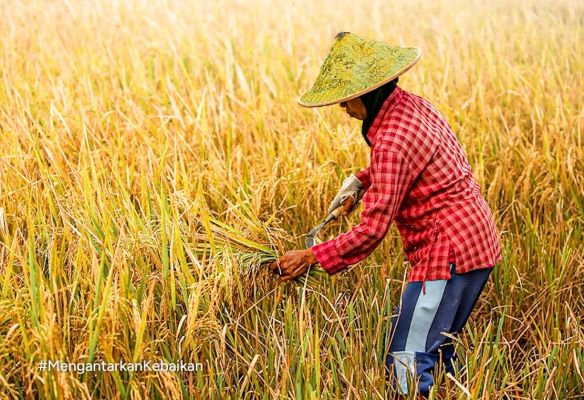 Petani padi Cirebon - IG Bulog Cirebon