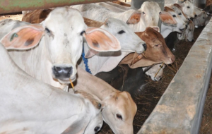 Produksi daging dan susu sapi